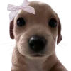 😍 Эмодзи «Doggy» для Telegram