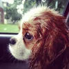 😭 Эмодзи «Doggy» для Telegram
