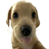 ☺️ Эмодзи «Doggy» для Telegram