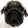 😳 Эмодзи «Doggy» для Telegram