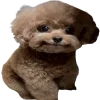😄 Эмодзи «Doggy» для Telegram