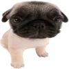 😮 Эмодзи «Doggy» для Telegram