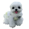 😊 Эмодзи «Doggy» для Telegram