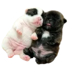 ☺️ Эмодзи «Doggy» для Telegram