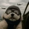 ☺️ Эмодзи «Doggy» для Telegram