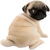 🫣 Эмодзи «Doggy» для Telegram