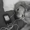 😭 Эмодзи «Doggy» для Telegram