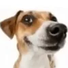 🐶 Эмодзи «Собака.» для Telegram