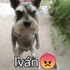 🐶 Эмодзи «Собака.» для Telegram
