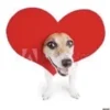 🐶 Эмодзи «Собака.» для Telegram
