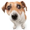 🐶 Эмодзи «Собака.» для Telegram