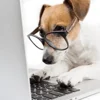 🐶 Эмодзи «Собака.» для Telegram