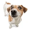 🐶 Эмодзи «Собака.» для Telegram