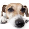 🐶 Эмодзи «Собака.» для Telegram