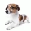 🐶 Эмодзи «Собака.» для Telegram