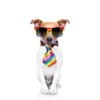 🐶 Эмодзи «Собака.» для Telegram