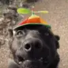 🧢 Эмодзи «Dogs» для Telegram