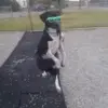😊 Эмодзи «Dogs» для Telegram