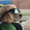 😎 Эмодзи «Dogs» для Telegram