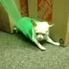🙄 Эмодзи «Dogs» для Telegram