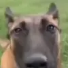 😨 Эмодзи «Dogs» для Telegram