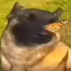 😌 Эмодзи «Dogs» для Telegram