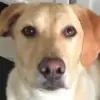 👀 Эмодзи «Dogs» для Telegram