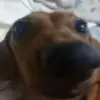 😃 Эмодзи «Dogs» для Telegram