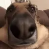 😶 Эмодзи «Dogs» для Telegram