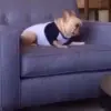 🥴 Эмодзи «Dogs» для Telegram
