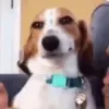 😏 Эмодзи «Dogs» для Telegram