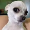 😏 Эмодзи «Dogs» для Telegram