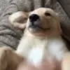 😆 Эмодзи «Dogs» для Telegram