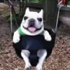 😃 Эмодзи «Dogs» для Telegram