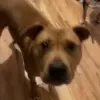 😐 Эмодзи «Dogs» для Telegram