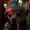 😢 Эмодзи «Dogs» для Telegram