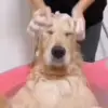 🛀 Эмодзи «Dogs» для Telegram