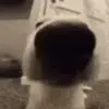 😤 Эмодзи «Dogs» для Telegram