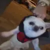🤤 Эмодзи «Dogs» для Telegram