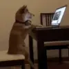 🧑‍💻 Эмодзи «Dogs» для Telegram