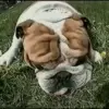 😴 Эмодзи «Dogs» для Telegram
