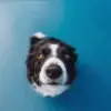 😶 Эмодзи «Dogs» для Telegram