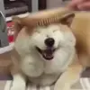 😊 Эмодзи «Dogs» для Telegram