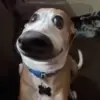 😐 Эмодзи «Dogs» для Telegram