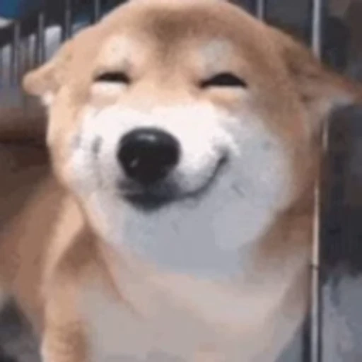 😄 Стикер «Dogs Собаки» для Telegram