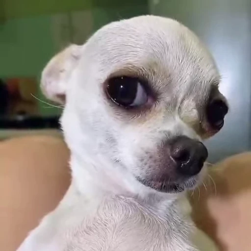 😏 Стикер «Dogs Собаки» для Telegram
