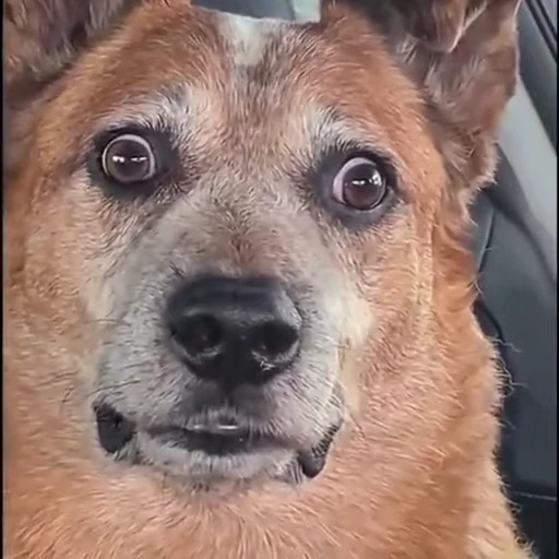 🐶 Стикер «Dogs Собаки» для Telegram