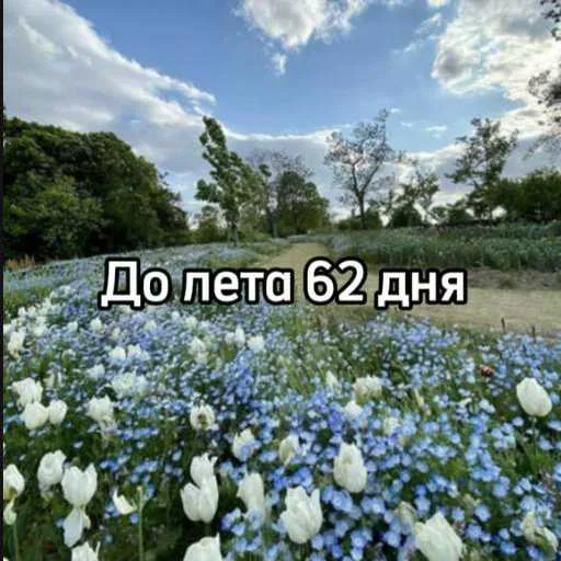 ☀️ Стикер «До лета осталось» для Telegram