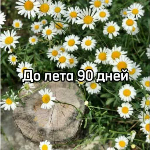 ☀️ Стикер «До лета осталось» для Telegram