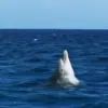 🌟 Эмодзи «Дельфины» для Telegram